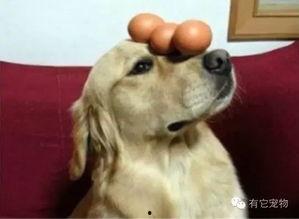 狗可以吃茭瓜鸡蛋吗视频,狗狗的健康美食探索