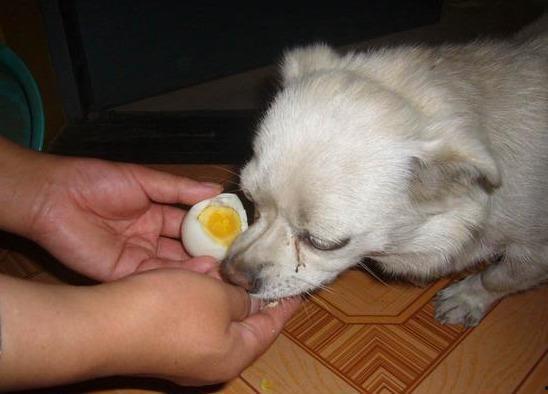 狗可以吃茭瓜鸡蛋吗视频,狗狗的健康美食探索