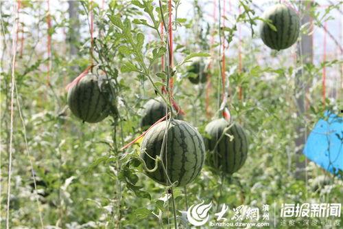 邳州网红吃瓜事件视频最新,一场网络狂欢背后的真相揭秘