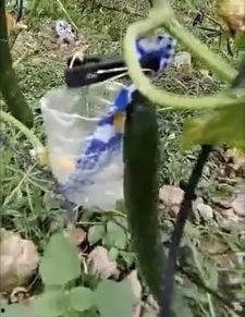 邳州网红吃瓜事件视频最新,一场网络狂欢背后的真相揭秘