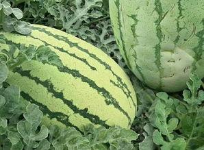 青龙瓜怎么吃的多呢视频,一招让你吃得多不浪费