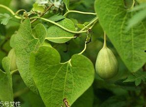 黑梢瓜怎么吃最好吃视频,视频教你如何吃出最佳口感