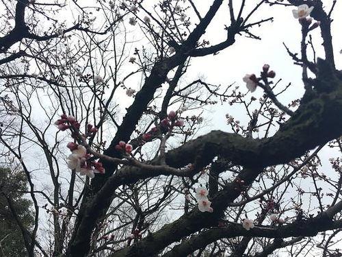 樱花视频吃瓜,揭秘网络热点背后的真相