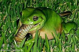 青蛙头套吃瓜视频,网友直呼可爱爆表！