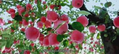 唐山花店吃瓜8分钟视频,一窥花店日常趣事