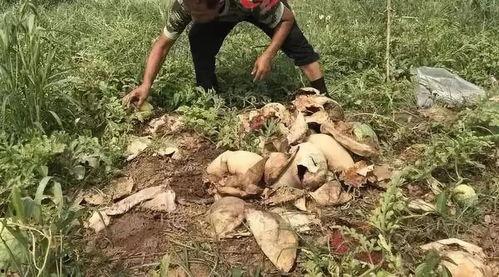 峨边吃瓜事件视频最新,一场网络热议背后的真相揭秘