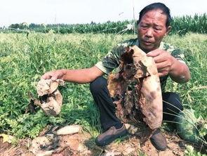 峨边吃瓜事件视频最新,一场网络热议背后的真相揭秘