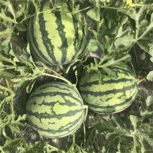 日本人吃麒麟瓜视频大全,麒麟瓜美食盛宴，视频大全揭秘独特食文化