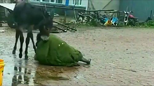 给驴哥吃哈密瓜视频,甜蜜滋味尽收眼底