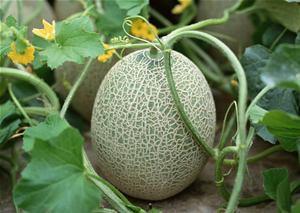 怎么吃一半的哈密瓜视频