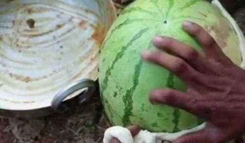 印度老人吃红瓜视频,传统风味与现代生活的完美融合