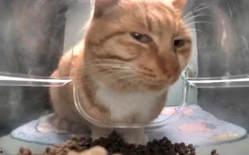 吃瓜小猫视频下载免费观看,吃瓜小猫视频免费下载，畅享欢乐时光