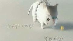 吃瓜小猫视频下载免费观看,吃瓜小猫视频免费下载，畅享欢乐时光