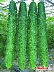 吃刺瓜搞笑视频素材