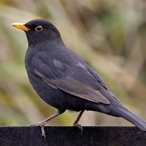 乌鸫鸟吃哈密瓜视频大全,一场别开生面的自然美食盛宴