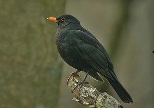乌鸫鸟吃哈密瓜视频大全,一场别开生面的自然美食盛宴
