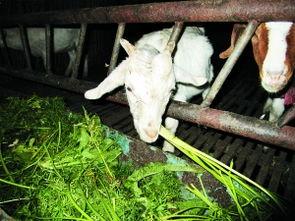 山羊吃哈密瓜视频大全集,山羊品尝哈密瓜视频集锦