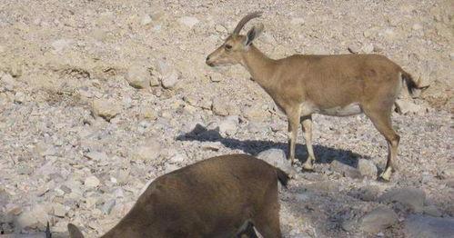 山羊吃哈密瓜视频大全集,山羊品尝哈密瓜视频集锦