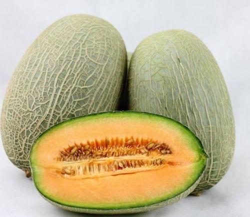 山羊吃哈密瓜视频大全集,山羊品尝哈密瓜视频集锦