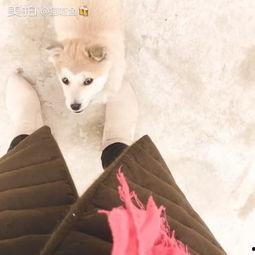 猫咪吃白瓜好吗视频播放,营养与注意事项揭秘