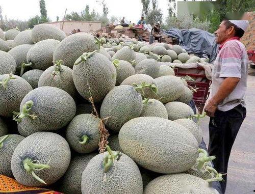陕北老农吃哈密瓜视频,传统农耕与现代美食的奇妙邂逅