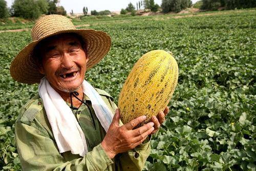 陕北老农吃哈密瓜视频,传统农耕与现代美食的奇妙邂逅