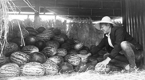 武安吃瓜群众事件视频,一场网络舆论的风暴与反思