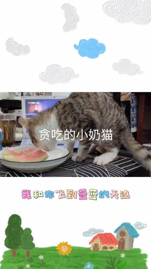 小瓜能给猫吃吗视频教程,视频教程揭秘猫咪饮食奥秘