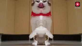 小瓜能给猫吃吗视频教程,视频教程揭秘猫咪饮食奥秘