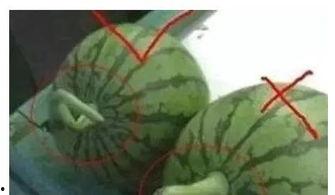 吃瓜有颜色的视频在线观看