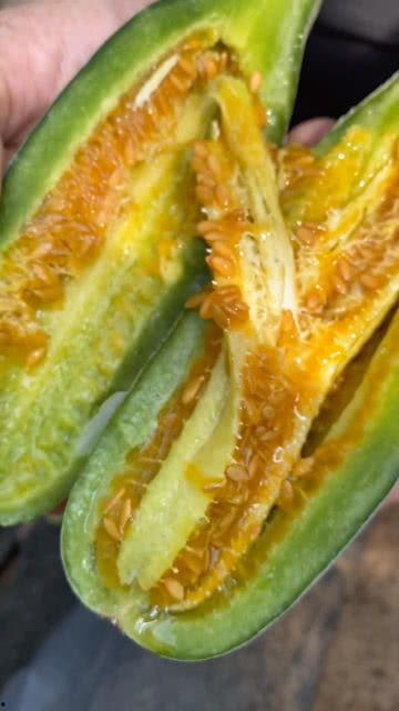 黄料吃瓜免费视频