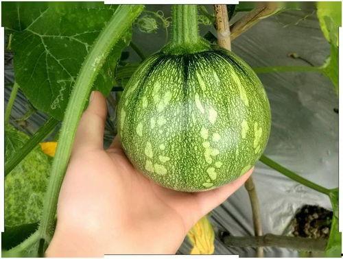 小吊瓜敢吃吗视频,揭秘小吊瓜的神秘魅力