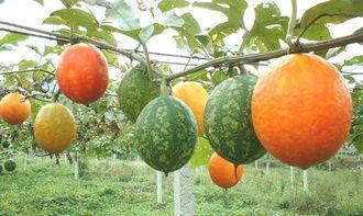 小吊瓜敢吃吗视频,揭秘小吊瓜的神秘魅力