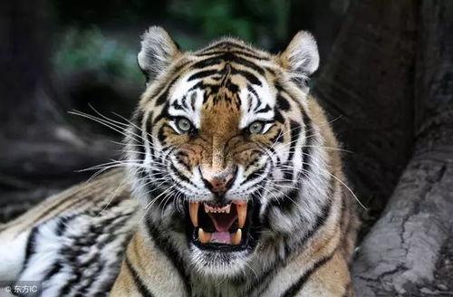 三只老虎吃瓜视频,趣味横生萌态十足