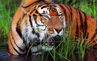 三只老虎吃瓜视频,趣味横生萌态十足