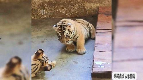 三只老虎吃瓜视频,趣味横生萌态十足