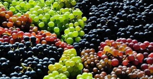 宝宝吃葡萄瓜视频播放大全,趣味互动，快乐成长