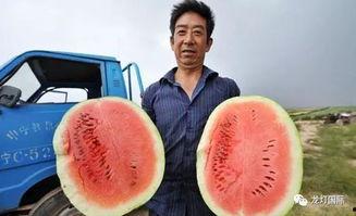 中国吃瓜视频大全集,揭秘网络热点背后的故事与笑料