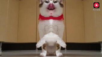 吧唧吃瓜视频完整版,揭秘热门视频背后的故事与真相