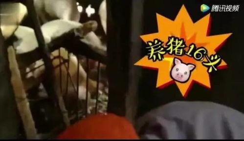 吃瓜吃成猪的视频大全集,揭秘“吃瓜吃成猪”视频大全集的爆笑瞬间