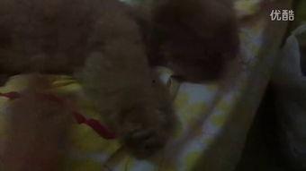 石油小姐姐吃瓜视频,揭秘娱乐圈幕后故事