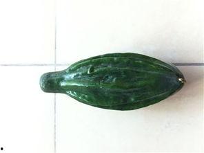 吃瓜种会长种子吗视频,揭秘瓜果中的生命奥秘