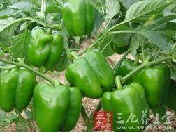 吃瓜种会长种子吗视频,揭秘瓜果中的生命奥秘