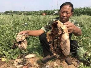 益阳吃瓜最新事件视频,揭秘网络热议背后的真相