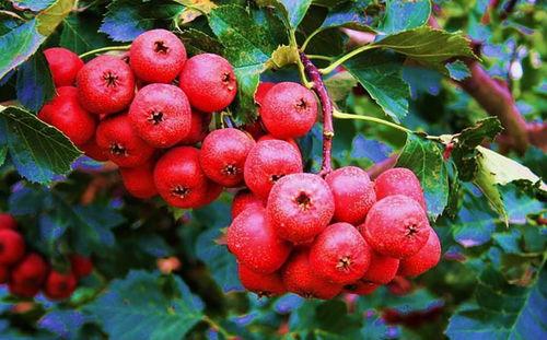 莲雾吃瓜视频在哪里看,揭秘热门视频平台