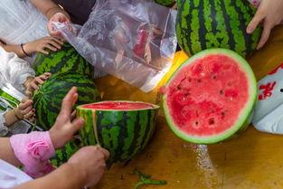 莲雾吃瓜视频在哪里看,揭秘热门视频平台