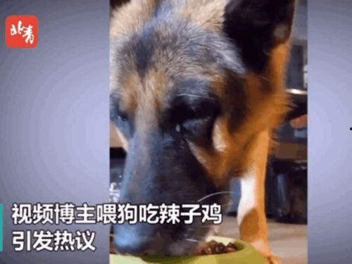 茭瓜能给狗吃吗视频,狗狗的健康美食探索