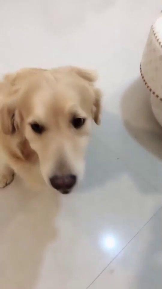 茭瓜能给狗吃吗视频,狗狗的健康美食探索