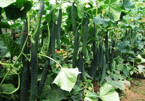 大暑吃瓜视频模板,跟着视频模板一起吃瓜解暑