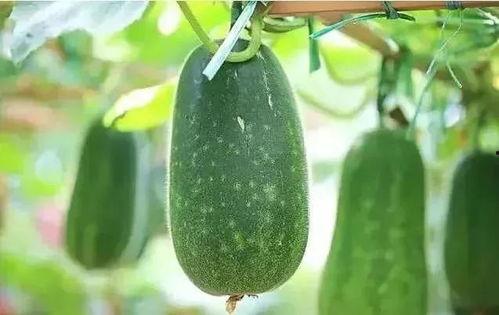 大暑吃瓜视频模板,跟着视频模板一起吃瓜解暑